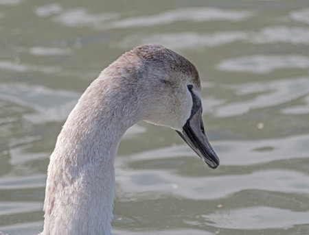 the close-up of the swan's headの写真素材