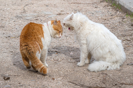 Two big cats are going to fight