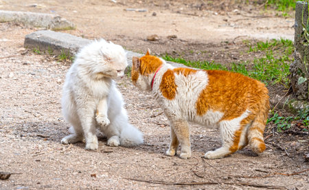 Two big cats are going to fightの写真素材