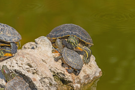 red-eared turtles basking in the sunの写真素材