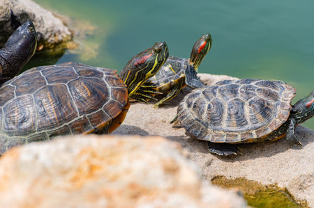 beautiful red-eared turtles basking in the sunの写真素材