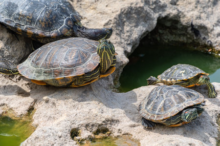beautiful red-eared turtles basking in the sun