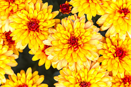 orange-red Korean chrysanthemum flowers in the garden in autumn as backgroundの写真素材