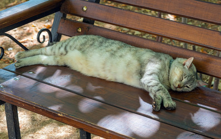 A big beautiful cat sleeping on a benchの写真素材