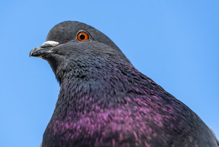 the portrait of a big beautiful pigeonの写真素材