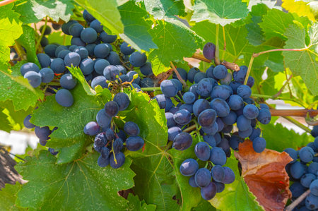 Single bunch of Shiraz grapes on vine