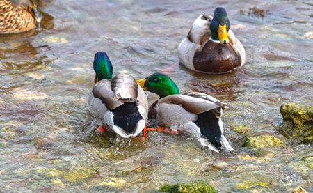 Beautiful multi-colored ducks feeding near the shore of the reservoir