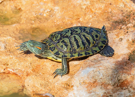 red-eared turtles basking in the sun and swimming