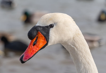 Close-up portrait of a white swan.の写真素材