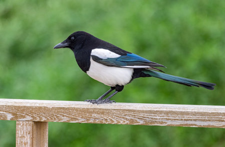 A beautiful magpie sits on the fence in the city parkの写真素材
