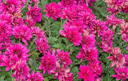 pink chrysanthemum flowers in the garden in autumn as backgroundの写真素材