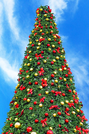 Big christmas tree on background of the blue skyの写真素材