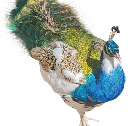 Beautiful Peacock Isolated On White Backgroundの写真素材