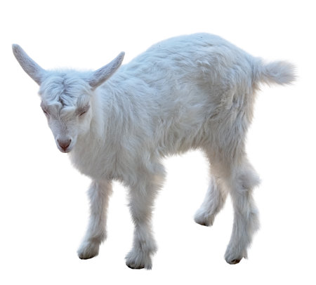 Young white goat on white backgroundの写真素材