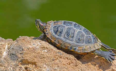 beautiful red-eared turtle basking in the sunの写真素材