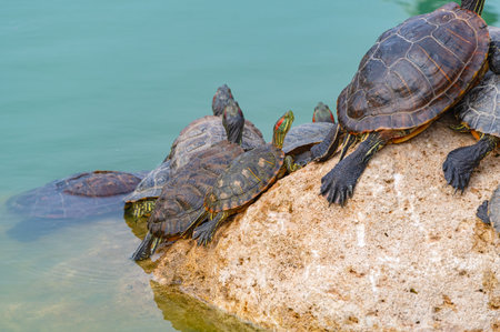 beautiful red-eared turtle basking in the sunの写真素材