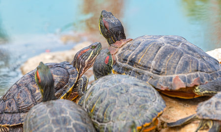 beautiful red-eared turtle basking in the sunの写真素材