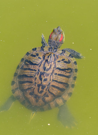 red-eared turtle swims in the muddy water of the lake