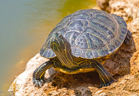 beautiful red-eared turtle basking in the sun