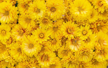 yellow Korean chrysanthemum flowers in the garden in autumn as background