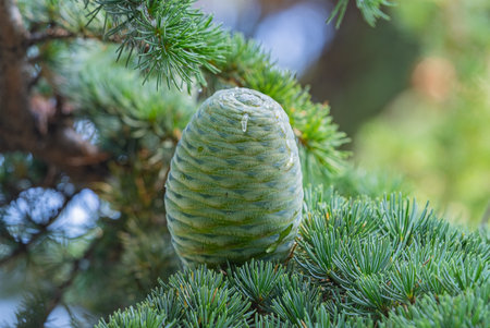 the big beautiful cones on a spruce branch