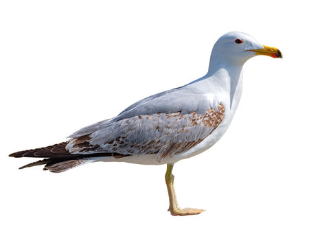 White and gray seagull isolated on white backgroundの写真素材