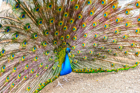 A peacock with a loose tail at the zooの写真素材