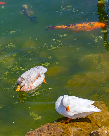 A big beautiful duck swims in the lakeの写真素材