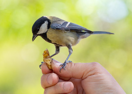 A titmouse bird sits on a hand and eats foodの写真素材