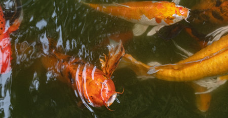 large Multicolored carp floating in a pond