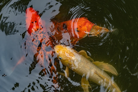 large Multicolored carp floating in a pondの写真素材