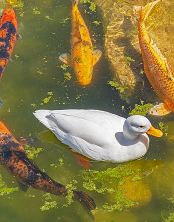 A big beautiful duck swims in the lakeの写真素材
