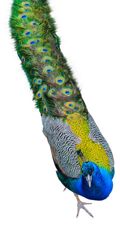 Beautiful Peacock Isolated On White Backgroundの写真素材