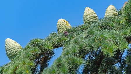 the big beautiful cones on a spruce branchの写真素材