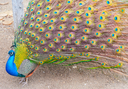 A peacock with a loose tail at the zooの写真素材
