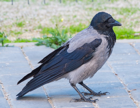 big black crow In the city parkの写真素材