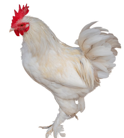 the portrait of a big beautiful roosterの写真素材