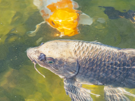 large Multicolored carp floating in a pondの写真素材