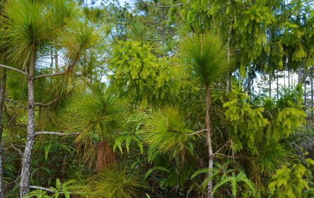 pine tree.の写真素材