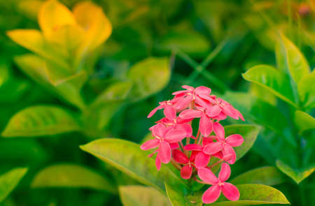 The pink ixora flower is beautiful.