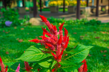 beautiful Celosia argentea or Cockscomb with bee.の写真素材