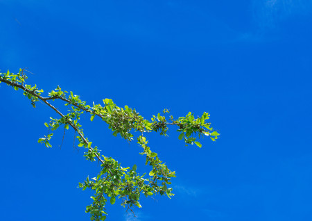 green leaves freshness at spring season  on blue sky background.