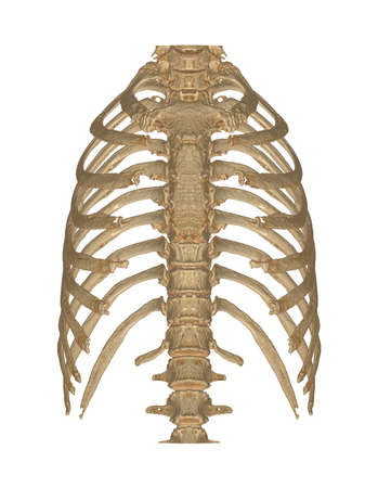 CT  Chest  or thorax with 3D rendering of lung and Rib on monitor background.3d illustration.の写真素材