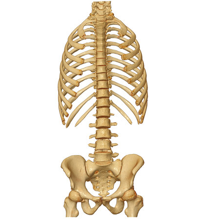 CT scan of Whole spine 3D rendering showing Profile Human Spine. Musculoskeletal System Human Body....