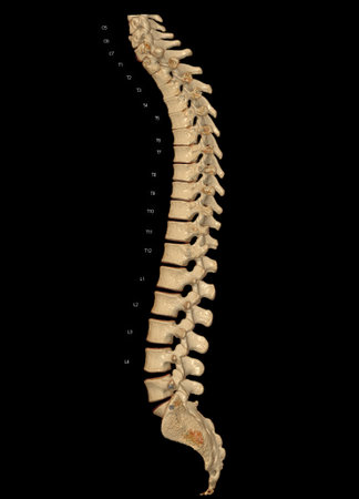 CT scan of Whole spine 3D rendering showing Profile Human Spine. Musculoskeletal System Human Body....