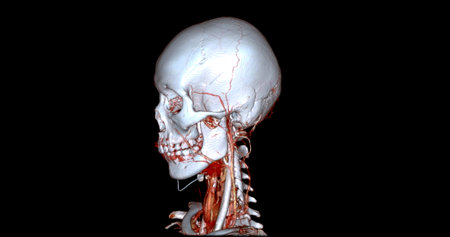 CT angiography of the brain or CTA brain and neck Sagittal view 3D Rendering image fusion color mode . medical technology concept.の写真素材
