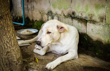 dog feel lonelyの写真素材