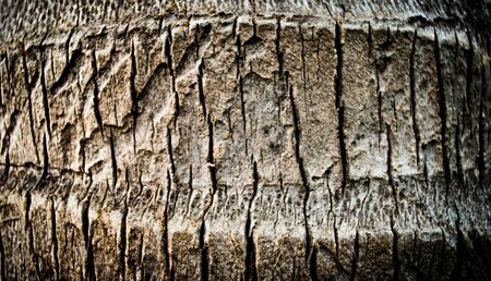 Coconut rindの写真素材