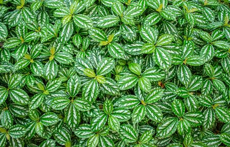 Green foliage の写真素材