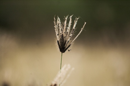 Grass2